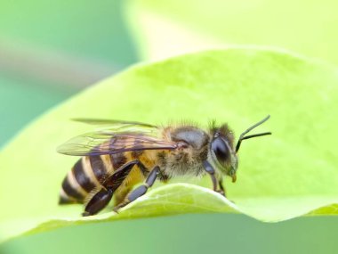 Yeşil yapraklı bir arı