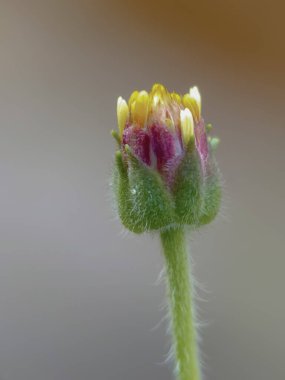 Tridax 'ın seçici odağı arka planda bulanık olan kır çiçeklerini bahçeye koyuyor. 