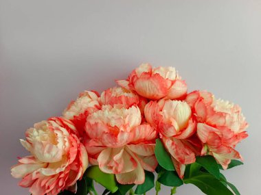 Açık leylak renkli arka planda izole edilmiş çarpıcı bir yapay şakayık çiçeği. Çiçek kenarı, çiçek çerçevesi, çiçek davetiyesi kopya alanı olan duvar kağıdı arkaplanı