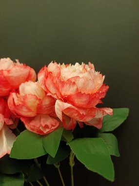 Siyah arka planda izole edilmiş çarpıcı bir yapay şakayık çiçeği. Çiçek kenarı, çiçek çerçevesi, çiçek davetiyesi kopya alanı olan duvar kağıdı arkaplanı