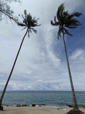 Palmiye ağaçları, plajı ve okyanusu olan tropik bir ada