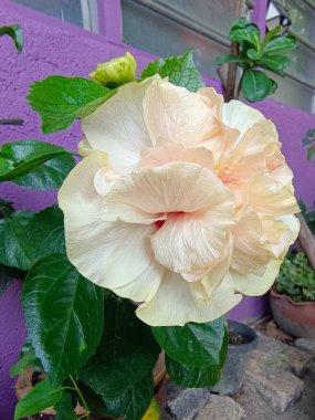 Renkli mor arkaplanlı, narin katmanlı yapraklar ve canlı yeşil yapraklar sergiliyor. Çarpıcı bir kontrastlık sağlıyor.