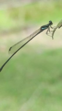 Bahçedeki yeşil bir yaprağa tüneyen bir kızböceği. 