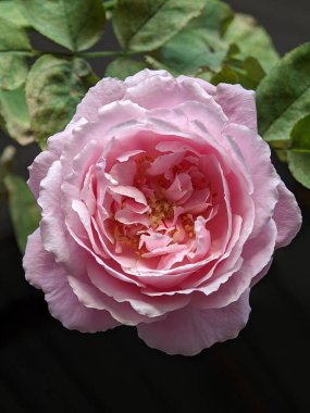 Bahçedeki pembe gül çiçeğinin seçici odağı bulanık arkaplanlı 