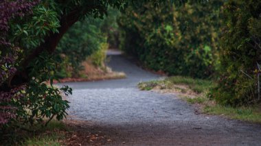 Inviting Path Through the Verdant Canopy clipart