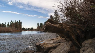 A massive tree stump rests on the edge of a flowing river, showcasing the power of nature and the passage of time. The stumps rugged texture contrasts with the smooth water of the river. clipart