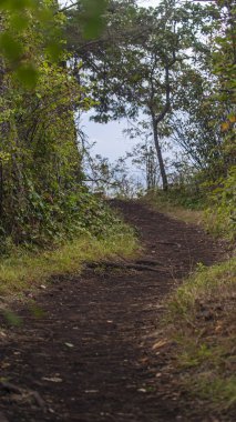 Serene Forest Path Leading to the Horizon clipart