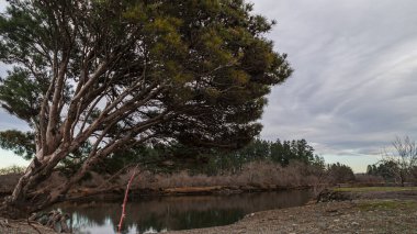 Bu fotoğraf, sakin bir su kütlesinin yanındaki yüksek bir ağacı gösteriyor. Ağaçların dalları suya doğru uzanıyor ve dingin zemine çarpıcı bir kontrastlık yaratıyor..