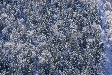 İsviçre Alplerinde karlı orman