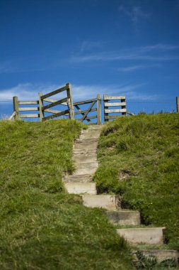 Folkestone Sahili 'ndeki bir otta güzel mor çiçekler