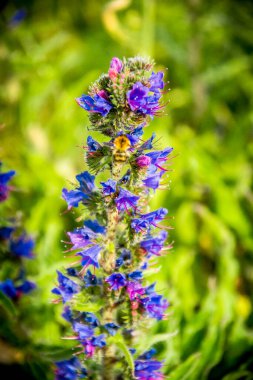 Folkestone kumları üzerinde kayaların uzun bir pozu gelgit sona ererken