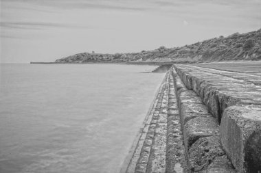 Sahilde güzel bir mor çiçek