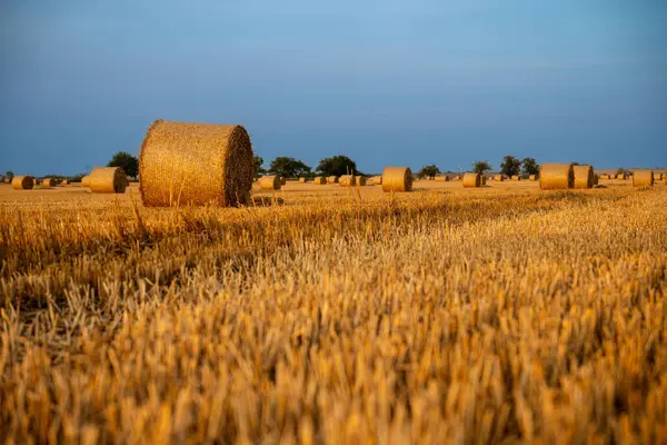 Gün batımında tarlada saman balyası. Gün batımında saman balyalarıyla dolu bir arazi.