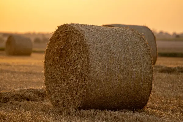 Gün batımında tarlada saman balyası. Gün batımında saman balyalarıyla dolu bir arazi.