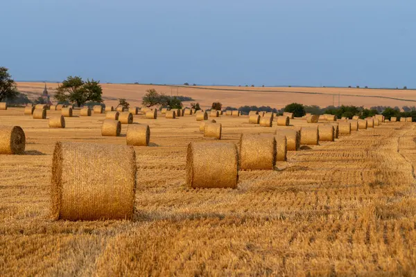 Gün batımında tarlada saman balyası. Gün batımında saman balyalarıyla dolu bir arazi.