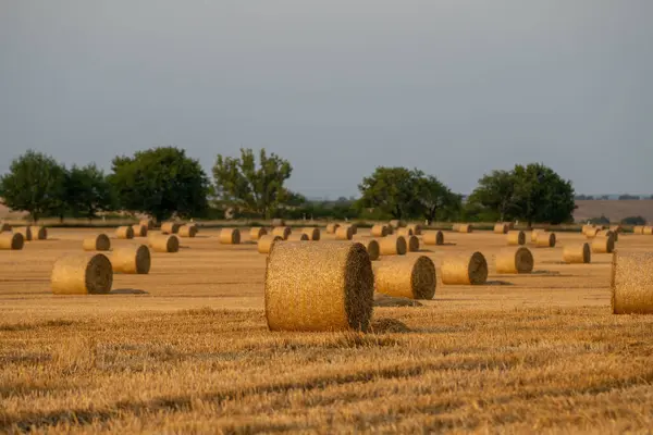 Gün batımında tarlada saman balyası. Gün batımında saman balyalarıyla dolu bir arazi.