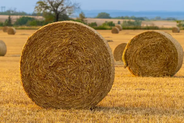 Gün batımında tarlada saman balyası. Gün batımında saman balyalarıyla dolu bir arazi.