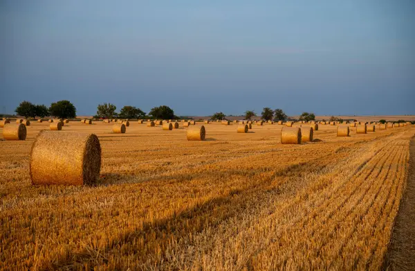 Gün batımında tarlada saman balyası. Gün batımında saman balyalarıyla dolu bir arazi.