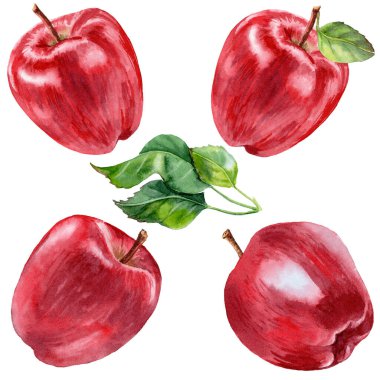 Suluboya gerçekçi bir şekilde olgunlaşmış elmalar. Suluboya tarzında kırmızı elmalar. Elma ve gider. Yapraklı büyük kırmızı elma.