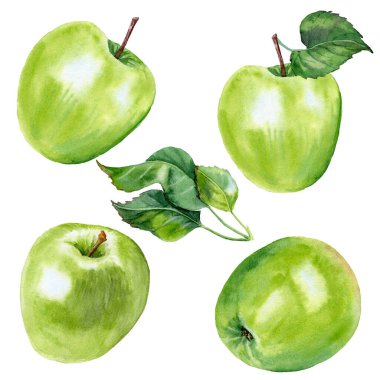 Aquarelle 'in olgun elmaları resmediyor ve gerçekçi bir şekilde dallanıyor.