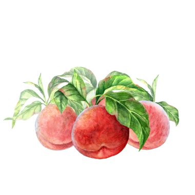 Masanın üzerinde duran olgun şeftali ve yapraklardan oluşan suluboya resimler.