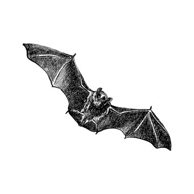 El çizimi siyah beyaz grafik. Cadılar Bayramı 'nın unsurları. Ay ve Kurt, Kale ve Yarasa, Cadı ve Hayaletler, Tombstone ve Kafatası. Kartlar ve Davetiyeler için kasvetli çizimler. Mürekkep çizilmiş taslak Vektör EPS 10