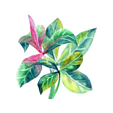 Yaprak dallı suluboya çizimler, yeşil yapraklı el çizimleri.