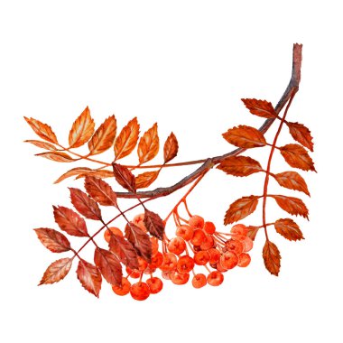 Ashberry 'nin suluboya dalı. Davetiye veya Tebrik Kartı ve diğer yayınlar için elle boyanmış Clipart