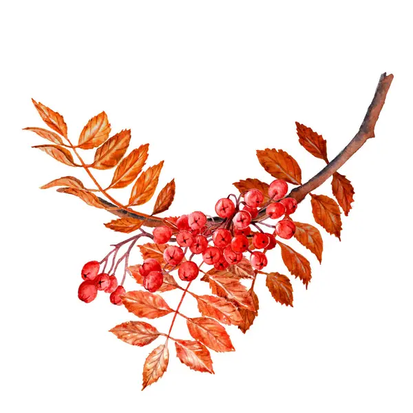 Ashberry 'nin suluboya dalı. Davetiye veya Tebrik Kartı ve diğer yayınlar için elle boyanmış Clipart