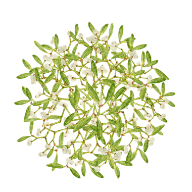 Elle çizilmiş suluboya ökseotu botanik çizimi. Kartlar ve davetiyeler için Noel süslemesi. Noel ve Yeni Yıl için el çizimi çizimi. Kış tatili havası. Geleneksel kış yeşilliği. Noel için yeşil dekor