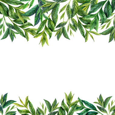 El yapımı suluboya kirpik yeşilliği. Yeşil çay dalları. Çay yapraklarıyla çekim yapıyor. Geleneksel Japon seremonisi için kibrit çay yaprakları. Yaz ve kış için soğuk ve sıcak içecek