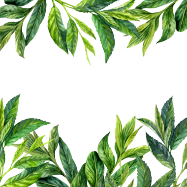 El yapımı suluboya kirpik yeşilliği. Yeşil çay dalları. Çay yapraklarıyla çekim yapıyor. Geleneksel Japon seremonisi için kibrit çay yaprakları. Yaz ve kış için soğuk ve sıcak içecek