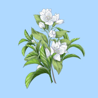 Çay ya da kozmetik paketi için yasemin dallı, çiçekli el yapımı illüstrasyon. Yeşil çay yaprakları, kapak ve paket tasarımı için en iyi çaydanlıklar. Mutfak süslemeleri için tekstil desenleri, hediyeler için ambalaj kağıtları