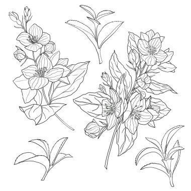 Çay ya da kozmetik paketi için yasemin dallı, çiçekli el yapımı illüstrasyon. En iyi çay yaprakları, kapak için en iyi çaylar ve paket tasarımı. Mutfak süsü için dekorasyon, yemek takımı için tasarım. Siyah çizgi çiçek karalamaları