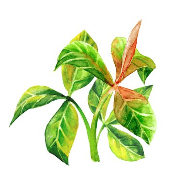 Fesleğen yaprağı gibi yeşil dallarla suluboya resimleme, el yapımı yaprak çalıları