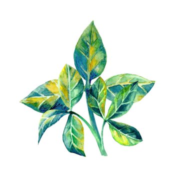 Yaprak dallı suluboya çizimler, yeşil yapraklı el çizimleri. Yaz bahçesi, bahçe ve yeşillik, yapraklı küçük çalı