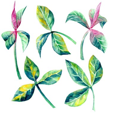 Arka plandan izole edilmiş, suluboya boyalarla elle boyanmış fesleğen yaprakları. Yaz bahçesi, bahçe ve ev yeşili yapraklı küçük filizler.