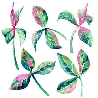 Arka plandan izole edilmiş, suluboya boyalarla elle boyanmış fesleğen yaprakları. Yaz bahçesi, bahçe ve ev yeşili yapraklı küçük filizler.