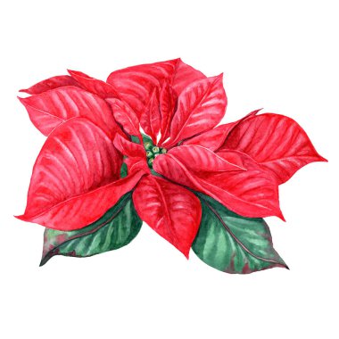 El çizimi Noel 'in niteliklerinin botanik çizimi. Botanik klip sanatı. Tasarım kartları, davetiyeler ve benzeri detaylar.