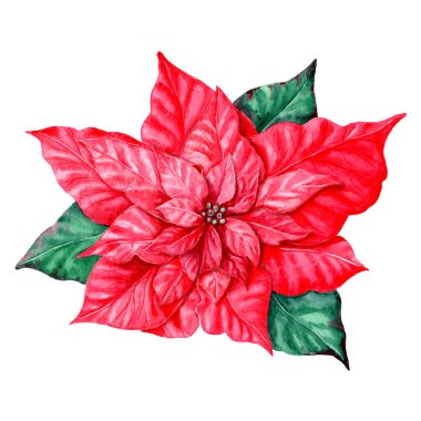 Noel 'in el yapımı botanik çizimleri. Botanik klip sanatı. Tasarım kartları, davetiyeler ve benzeri detaylar.