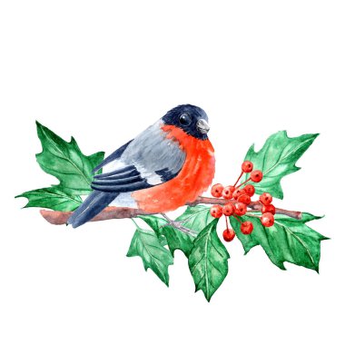 Aquarelle klipsleme sanatı, ispinozlar ve Ilex dalları, kırmızı göğüslü kuşlar, çocuk resimleri.