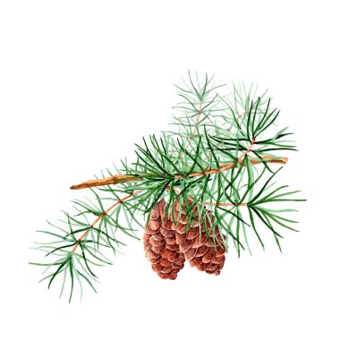 Suluboya klip sanatı, kozalaklı çam patileri, Noel illüstrasyonu, tasarım, illüstrasyon ve yayıncılık için klip