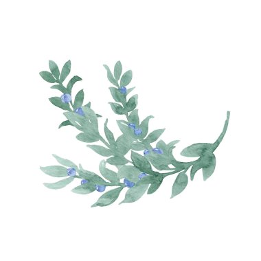 Meyveli defne gibi, böğürtlenli, kurdeleli ve böğürtlenli yeşil yapraklı suluboya dallar çiziyor. Yaprak ve böğürtlen filizleri. Yeşillik ve böğürtlen. Suluboya tekniğinde el yapımı yapraklar