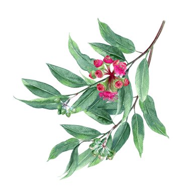 Büyümenin üç aşamasında çiçek ve tohumlarla suluboya çiçekler ve okaliptüs yaprakları. Davetiyeler, kartpostallar ve diğer yayınlar için botanik klibi. Yaz yeşilliği. Çiçekleri ve tomurcukları olan yeşil bir dal. Çiçek açan ağaç. Tıbbi bitkiler.