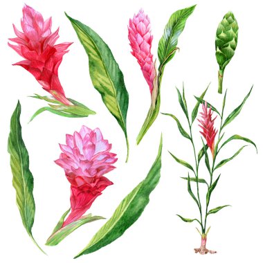  Kızıl çiçekler ve suluboya tekniğinde yeşillik. Pembe çiçekler ve tomurcuklu el yapımı orman yaprakları. Yayınlar için botanik illüstrasyon