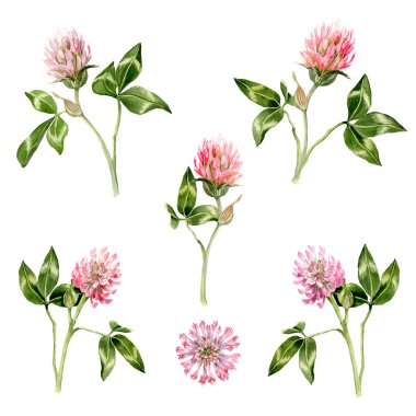 Pembe ve yeşil renkli çayır bitkileriyle suluboya seti. Yapraklı Clover çiçekleri. Tebrik kartları, etiketler ve yaz dekorasyonu için bal taşıyan çiçekler. Çayır çiçekleri