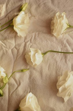 Beyaz arkaplanda beyaz Eustomas