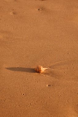 Deniz kenarındaki kumsalda deniz kabuğu var.