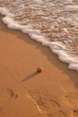 Deniz kenarındaki kumda bir deniz kabuğu yatıyor.