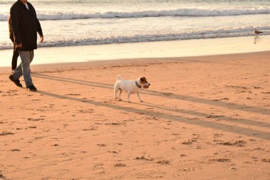 Köpek sahipleriyle sahilde yürüyor.